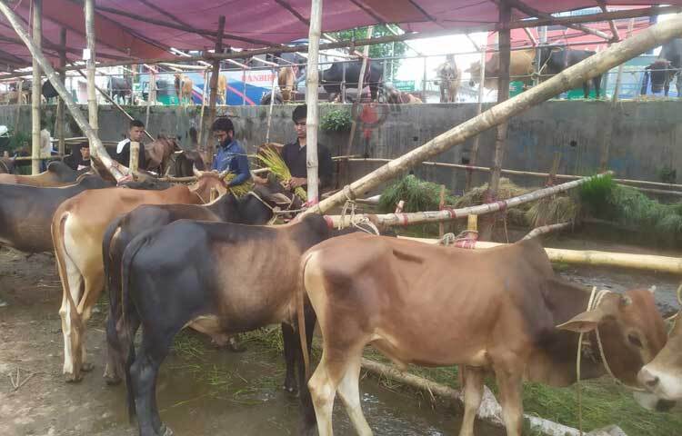অন্যদিকে ট্রাক টার্মিনাল প্রাঙ্গণেও রয়েছে প্রচুর পরিমাণে গরু। ছবি: সাইফুল উদ্দীন