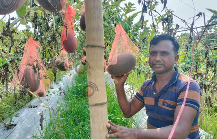 বিষমুক্ত ও পরিবেশবান্ধব মালচিং পদ্ধতিতে এক খণ্ড জমিতে ‘এ’ আকৃতির মাচার ওপরে সবুজ পাতার নিচে ঝুলছে কালো রঙের ‘ব্লাক বেবী’ জাতের তরমুজ। ছবি: মুজিবুর রহমান ভুইয়া