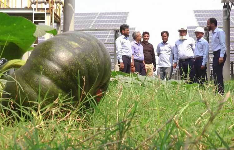 সৌর বিদ্যুৎকেন্দ্রের ২২ একর জায়গায় ২২ হাজার ৬৫০টি সোলার প্যানেল আছে। সোলার প্যানেলের নিচের বিস্তৃত জায়গা নষ্ট না করে সবজি চাষ করা হচ্ছে। ছবি: এম এ মালেক