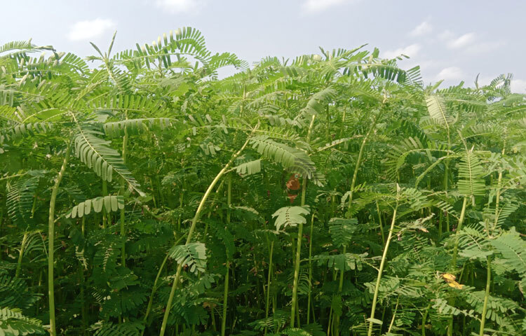 দেশের ভৌগলিক অবস্থানের তুলনায় বেশি মানুষের মুখে খাবার তুলে দিতে ভূমির ওপরেই মূল ভরসা। সেজন্য জমির উর্বরা শক্তি অক্ষুণ্ণ রাখতেই কৃষি বিভাগকে নিতে হচ্ছে নতুন নতুন পরিকল্পনা। এরই ধারাবাহিকতায় হচ্ছে ধনিচার চাষ। ছবি: ইব্রাহিম সুজন