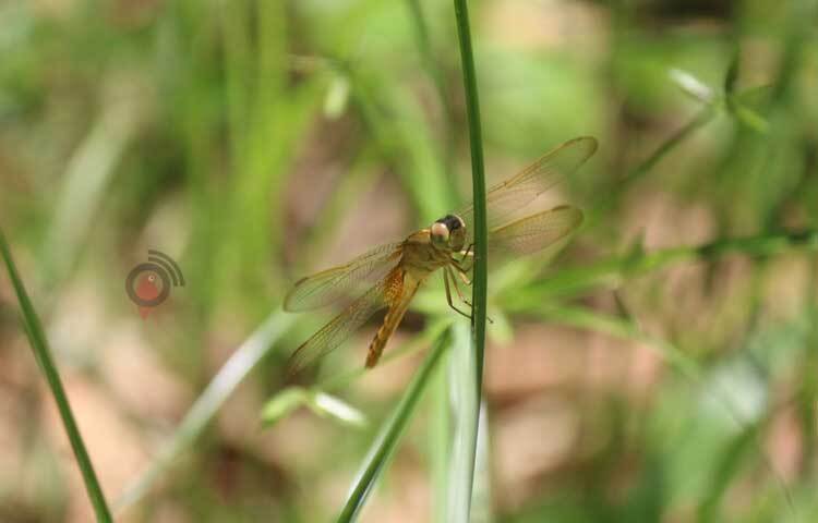অপরূপ প্রকৃতির প্রেমে পড়েছে ঘাসফড়িংয়ের দল। ছবি: আরমান খান