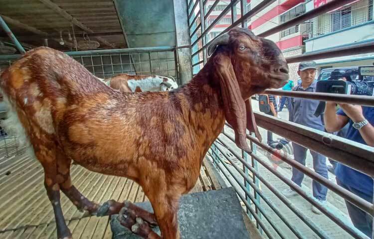 সাদিক এগ্রো ফার্মের সেই ভাইরাল ছাগল। ছবি: মাহবুব আলম