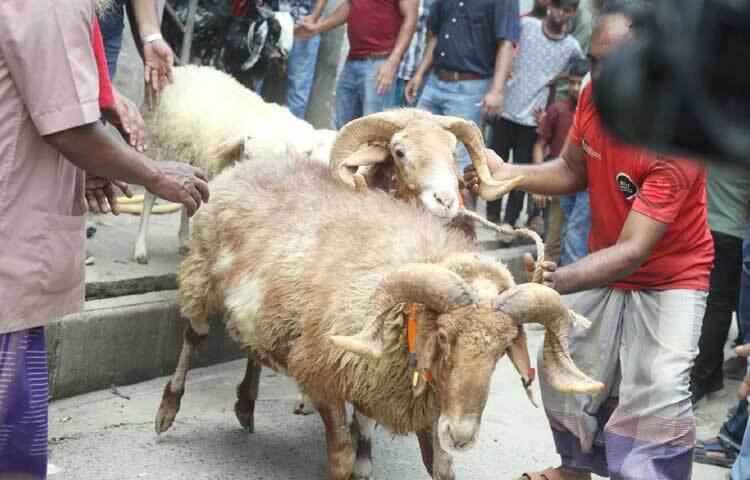 ভাইরাল ছাগলের পাশাপাশি অন্যান্য ছাগল ও দুম্বা বের করা হয়েছে। ছবি: মাহবুব আলম