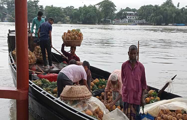 নৌকায় করে রসালো আনারস বাজারে আনতে ব্যস্ত চাষিরা। ছবি: লিপসন আহমেদ
