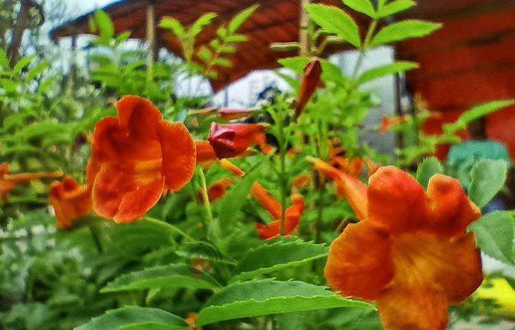 নানা রঙের পর্তুলিকা, ঘাসফুল, নয়নতারা, মোরগঝুঁটি, কলাবতী ও অলকানন্দারও দেখা মেলে বর্ষাতে। ছবি: মাহবুব আলম