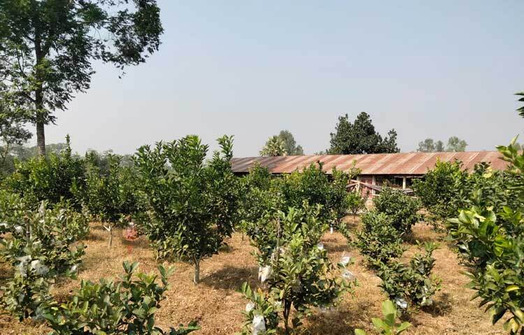 অনাবাদি জমিতে গড়ে তোলা বাগানটির নাম দেওয়া হয়েছে আমিগো এগ্রো। ছবি: এম মাঈন উদ্দিন