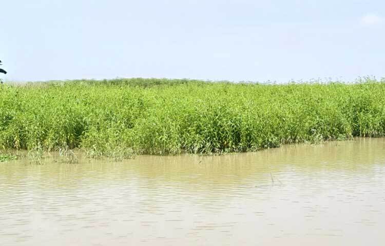 উজান থেকে নেমে আসা পাহাড়ি ঢল থেকে সৃষ্ট বন্যায় সিরাজগঞ্জে কৃষকদের ৬২ কোটি ৭৮ লাখ ৩ হাজার ১২৬ টাকার ক্ষয়ক্ষতি হয়েছে। ছবি: এম এ মালেক