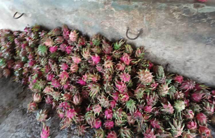 জানা গেছে, গত বছর ৩২ লাখ টাকার ড্রাগন ফল বিক্রি করেছেন তিনি। এবার ৪০ লাখ টাকার ড্রাগন বিক্রি করতে পারবেন বলে আশা করছেন। ছবি: আয়শা সিদ্দিকা আকাশী