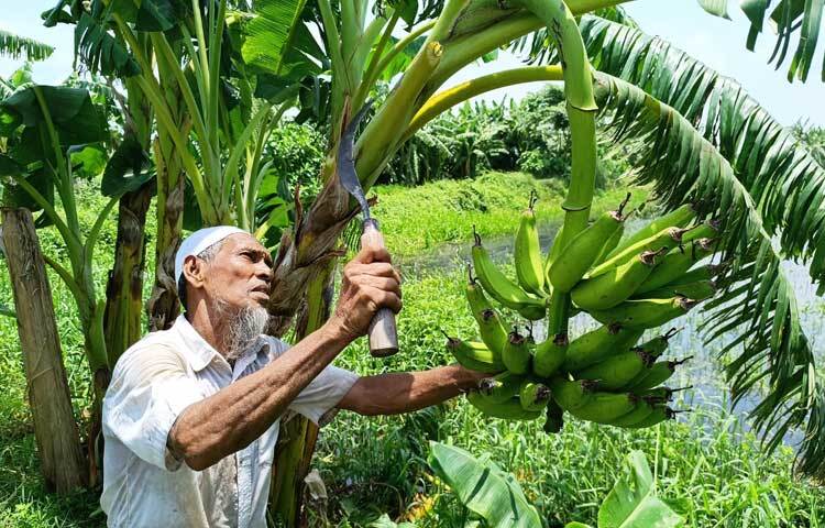 বর্তমানে কলা চাষে অনেক পরিবারেই ফিরেছে সচ্ছলতা। অনেকের মতো কলা চাষ করে সফলতা পেয়েছেন আব্দুস সোবহান নামের এক বৃদ্ধ কৃষক। ছবি: রাশেদুল ইসলাম রাজু