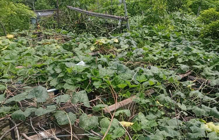 শাক-সবজির মধ্যে বর্তমানে আছে পুঁইশাক, পালং শাক, কলমি শাক, কচু শাক, চিচিঙা, মিষ্টি কুমড়া, ধুন্দল, দুই জাতের করলা, বেগুন, ঢ্যাঁড়শ, সজনে, দেশি ও বিদেশি মরিচ এবং ধনেপাতা। ছবি: হাসান আলী