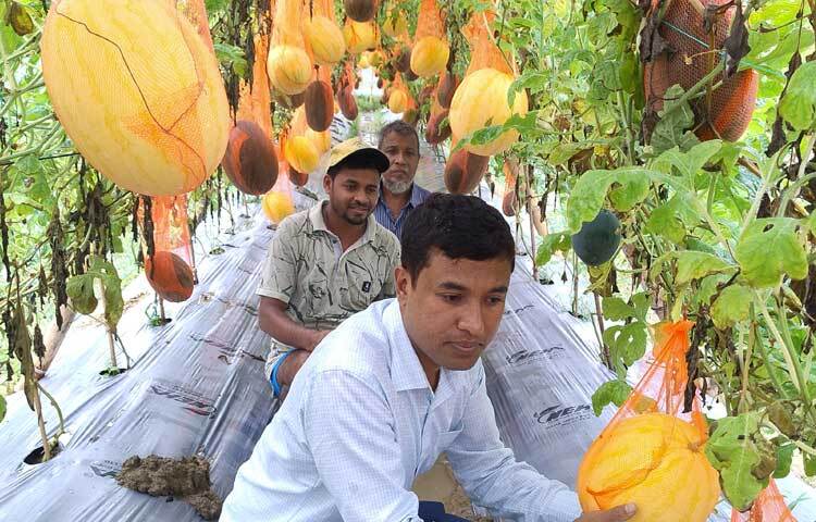 এরইমধ্যে জমি থেকে ফলন তুলে বিক্রি শুরু হয়েছে। প্রতিকেজি তরমুজ বিক্রি করছেন পাইকারি বিক্রি হচ্ছে ৯০-১০০ টাকা। ছবি: এম মাঈন উদ্দিন