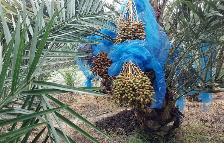 তিনি প্রথমে যখন বাগানে এসব গাছ লাগান; তখন অনেকেই বিশ্বাস করেননি যে খেজুর ধরবে। অথচ এখন বাগানে অনেক সুন্দর খেজুর ধরেছে। বাগান দেখে অনেকের ভালো লাগছে। তারাও বাগান করার স্বপ্ন দেখছি। ছবি: আল মামুন