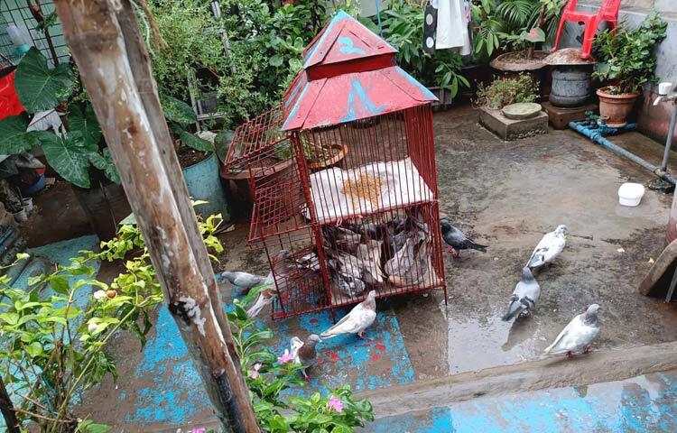 অসীম শুধু গাছপালার প্রতি ভালোবাসাই দেখাননি, তিনি পাখি পালনেও মনোযোগী। তিনি বলেন, ‘পাখির ডাক আমাকে খুব আনন্দ দেয়। সকালবেলা ঘুঘু, কবুতর, বাজিগর পাখির ডাকে ঘুম ভাঙে; যা খুবই উপভোগ্য। প্রকৃতির ভারসাম্য রক্ষার্থে কিছু পাখি মাঝে মাঝে ছেড়ে দিই, যাতে অন্যরাও মিষ্টি পাখির ডাক শুনতে পারেন।’ ছবি: মামুনূর রহমান হৃদয়