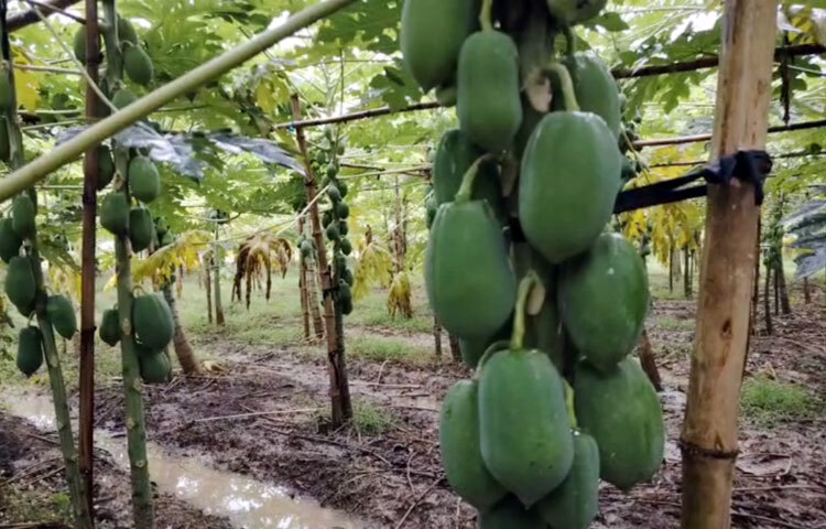 শুধু মাসুদ সরকারই নন। একই গ্রামের যুবক রনি সরকার ও সম্রাট সরকার পেঁপে চাষ করছেন। কথা হয় স্থানীয় কয়েকজন চাষির সঙ্গে। তারা জানান, পেঁপে চাষ করে সফলতা অর্জন করার পাশপাশি তারা আর্থিকভাবে লাভবান হচ্ছেন। ছবি: আব্দুর রহমান আরমান