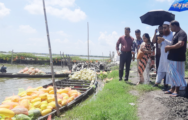তরমুজ এখন সারাবছরই চাষ করা যায়। বীজ বপনের ৬০-৭০ দিনেই ফসল ঘরে তোলা যায়। বাওইসোনার ডুটকুড়া গ্রামের অসিত কুমার বিশ্বাস ডুটকুড়া বিলে ৩ হাজার চারা রোপণ করেছেন। খরচ হয়েছে ৭০ হাজার টাকা। আশা করছেন ১২ হাজার কেজি তরমুজ ৬ লাখ টাকা বিক্রি হবে। ছবি: হাফিজুল নিলু