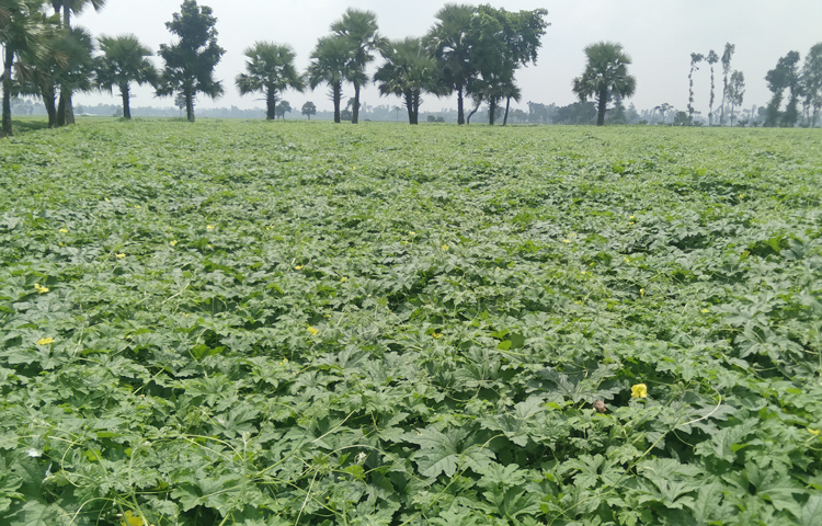 মুনঝাড় গ্রামের কৃষক আনিছুর রহমান জাগো নিউজকে বলেন, ‘এবার বেশি জমিতে করলা চাষ করেছি। জমি তৈরি, সার, বীজ, ওষুধ, কীটনাশকসহ সবমিলে ১ বিঘায় খরচ হয়েছে প্রায় ৩০-৩৫ হাজার টাকা। এখন পর্যন্ত গত পনেরো দিনে করলা বিক্রি করেছি ৬৫ হাজার টাকা। আরও ৪০ হাজার টাকা বিক্রির আশা করছি।’ ছবি: আল মামুন