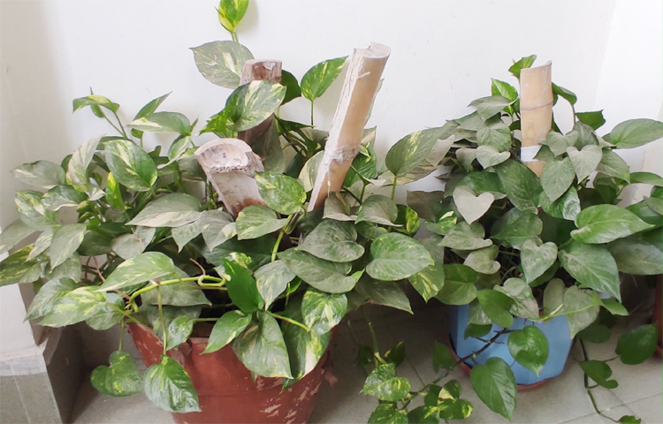 তার ছাদ বাগানে আরও আছে তুলসি ও নিম গাছ। তিনি বলেন, ‘গ্রামাঞ্চলে এ ধরনের ভেষজ উদ্ভিদ এখনো চারপাশে দেখা যায়, তবে শহরের বুকে খুব কম। তাই এগুলো আমি ছাদে লাগিয়েছি। তুলসি আমাদের শ্বাসতন্ত্রের জন্য ভালো, আর নিমের উপকারিতা তো সবাই জানেন। নিয়মিত এগুলো ব্যবহার করার সময় আমি নওগাঁর সেই বিশুদ্ধ প্রকৃতির ছোঁয়া পাই।’ ছবি: মামুনূর রহমান হৃদয়