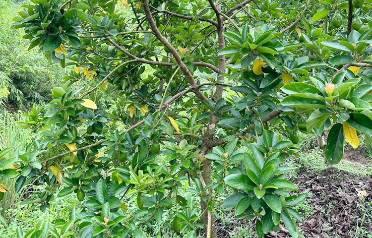 টোস্টে মাখনের পরিবর্তে অ্যাভোকাডো ক্রিম দিয়ে খাওয়া যায়। এছাড়া সালাদ ও স্যান্ডুইচে মেয়নেজের পরিবর্তে অ্যাভোকাডোর ক্রিম দিয়ে আহার করা স্বাস্থ্যসম্মত। অ্যাভোকাডো ফল পুষ্টিগুণে ভরা। এ ফল বিভিন্ন রোগ-প্রতিরোধ করে। উচ্চ রক্তচাপ, ডায়াবেটিসসহ বিভিন্ন রোগে আক্রান্তদের পথ্য হিসেবে কার্যকর। ছবি: এম মাঈন উদ্দিন