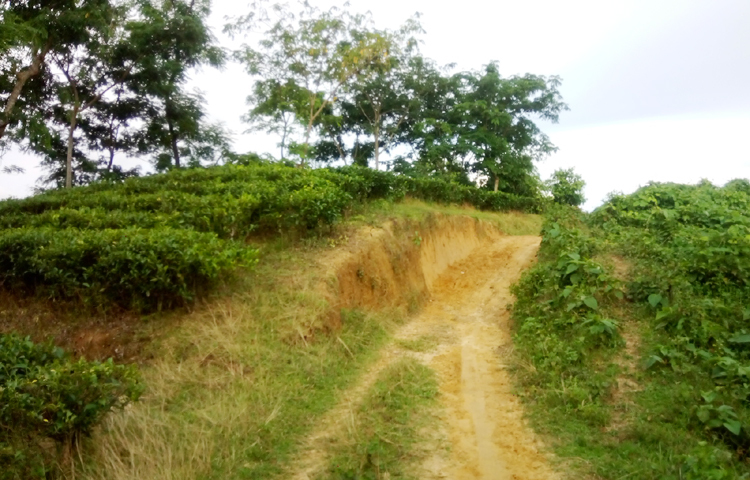 চা বাগানের ভেতরের আঁকাবাঁকা রাস্তাগুলো যে কারো নজর কাড়বে। বাগানের ভেতর এরকম টিলা যেন প্রকৃতির জন্য বাড়তি সৌন্দর্য। ছবি: জীবন পাল