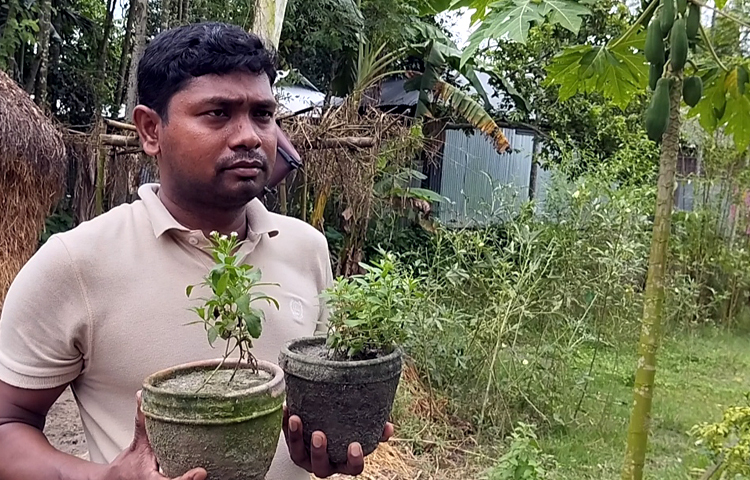 বাগানে উৎপাদিত স্টিভিয়ার গুঁড়া রংপুর ডায়াবেটিস সমিতিতে রোগীদের জন্য পাঠানো হয়। রোগীরা এর চা পান করে ডায়াবেটিস পরীক্ষা করে সফল হয়েছেন। তাই আগামীতে ১ একর জমিতে স্টিভিয়া চাষের উদ্যোগ নিয়েছেন জীবনকৃষ্ণ। ছবি: রবিউল হাসান