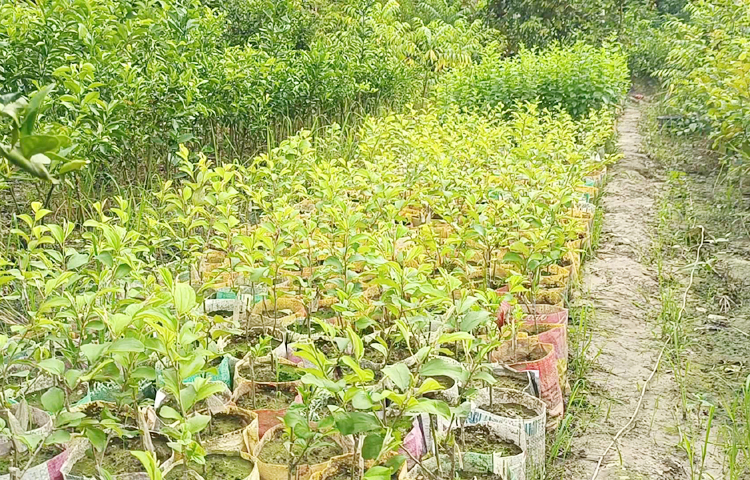 তিনি বিভিন্ন প্রজাতির ফল গাছের নার্সারি করেছেন। সেখান থেকে বছরে ৪-৫ লাখ টাকার চারা বিক্রি করেন। নার্সারিতে পেয়ারা, চায়না ও নাগপুরি কমলা, ড্রাগন, হাড়িভাঙা আম, কেরালা ও ভিয়েতনামি নারিকেল, চায়না থ্রি লিচু, সিডলেস লেবু, দার্জিলিং কমলা, বারোমাসি কাটিমন আম, আতা, আম্রপালি, হিমসাগরসহ বিভিন্ন চারা পাওয়া যায়। ছবি: এম মাঈন উদ্দিন