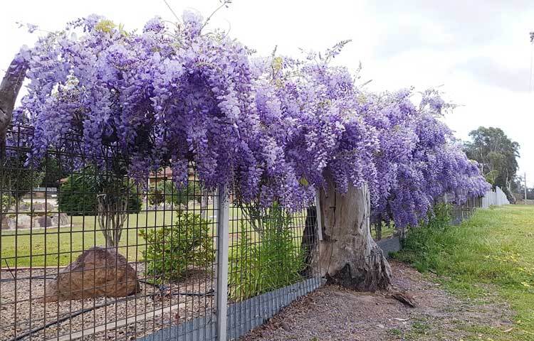 সকালের রোদ্দুরের উদ্ভাসিত কেন্টলিন সাবার্বের ওয়েস্টেরিয়া ফুল। ছবি: মো. ইয়াকুব আলী