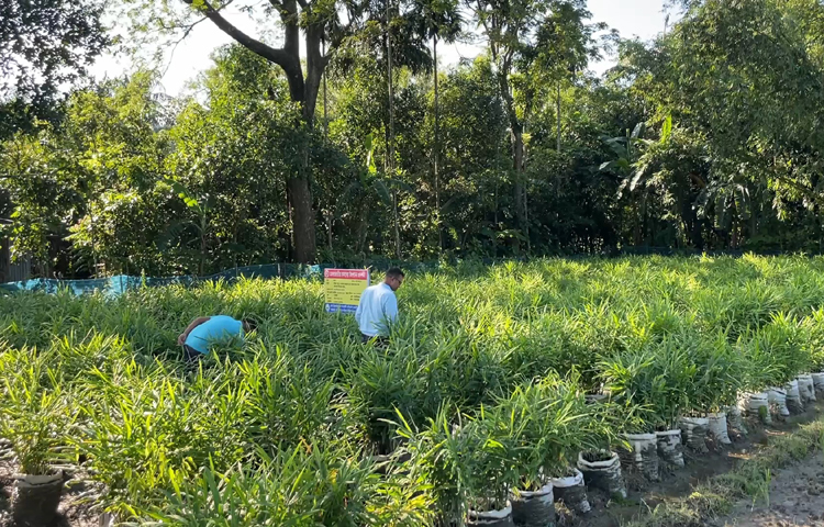 প্রয়োজনে আক্রান্ত গাছ সরিয়ে নিলে অন্য গাছ আক্রান্ত হওয়ার সম্ভাবনা থাকে না। গত মৌসুমে আদার বীজে ঘাটতি থাকলেও এ বছর যেন না হয়, এ ব্যাপারে কৃষি বিভাগ কাজ করছে। বাংলাদেশে প্রতি বছর প্রায় আড়াই হাজার মেট্রিক টন আদার চাহিদা আছে। ছবি: এসকে রাসেল
