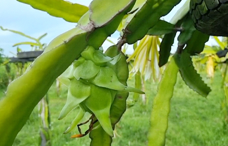 ড্রাগন ফল ডায়াবেটিসের ঝুঁকিও কমাতে কাজ করে। এতে থাকে পর্যাপ্ত ফাইবার, যা রক্তে শর্করার মাত্রা নিয়ন্ত্রণে কাজ করে। নিয়মিত ড্রাগন ফল খেলে ডায়াবেটিস থেকে দূরে থাকা যায়। নিয়মিত ড্রাগন ফল খেলে তা ক্যানসারের ঝুঁকি কমাতে কাজ করে। কারণ এতে আছে ক্যানসারবিরোধী উপাদান। বিশেষ করে কোলন ক্যানসারের ঝুঁকি কমাতে সাহায্য করে এই ফল। ছবি: জাগো নিউজ