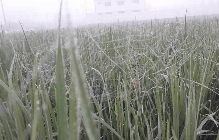 ধানক্ষেতে মাকড়সা জাল বুনেছে। সেই জালে শিশির জমেছে। ধান গাছের পাতা থেকে টপটপ করে পড়ছে শিশিরবিন্দু।