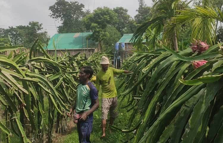 খোরশেদ আলমের ড্রাগন চাষ দেখে কুড়িগ্রামে নতুন নতুন উদ্যোক্তা সৃষ্টি হচ্ছে। এতে জেলায় বাণিজ্যিকভাবে ড্রাগন চাষে এগিয়ে আসছেন অনেকেই।