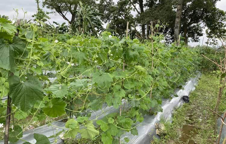 শীতের শুরুতে চট্টগ্রাম, ঢাকাসহ সারাদেশে বিভিন্ন জাতের সবজি পাঠাবে এ এলাকার কৃষকেরা।