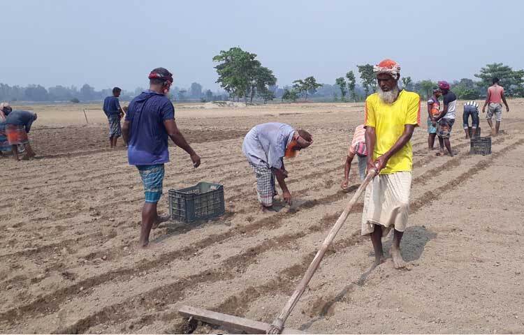 দিনাজপুর জেলায় এবার প্রায় ১১ হাজার হেক্টর জমিতে আগাম জাতের আলু হবে বলে জানিয়েছে কৃষি সম্প্রসারণ অধিদপ্তর।