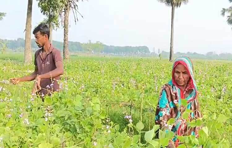 চাষিরা শিম গাছ পরিচর্যা, সার-বীজ প্রয়োগ ও শিম সংগ্রহ করছেন। পুরুষের পাশাপাশি নারীরাও সমানতালে শিমের ফুল ও ডগা পরিচর্যার কাজ করছেন।