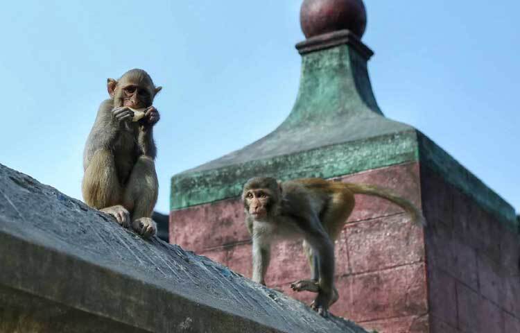 ১৯১৪ সালে সাধনা ঔষধালয়ের প্রতিষ্ঠাতা চিকিৎসক যোগেশ চন্দ্র ঘোষ বানরের বসবাসের তার কারখানার একটি ঘর উন্মুক্ত করে দেন এবং নিয়মিত খাবার দিতেন।
