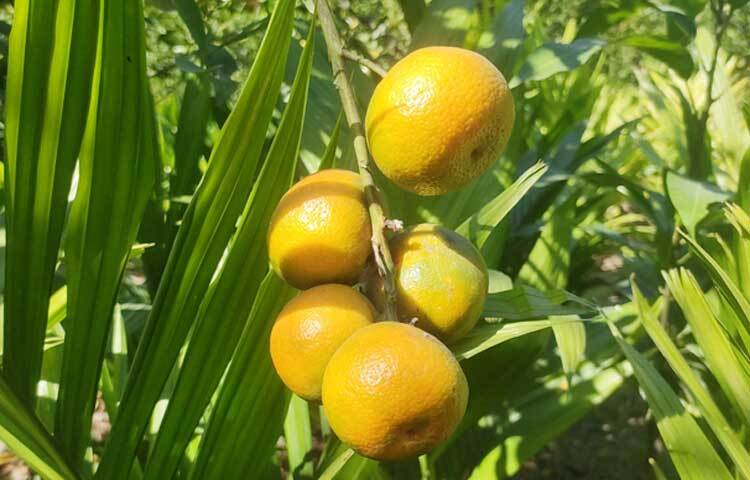 ঠাণ্ডা লাগা, কানের সমস্যা দূর করতে দারুণ কার্যকরী কমলা। কমলায় রয়েছে বিটা ক্যারোটিন, যা শরীরের কোষের ক্ষয় রোধে সাহায্য করে।