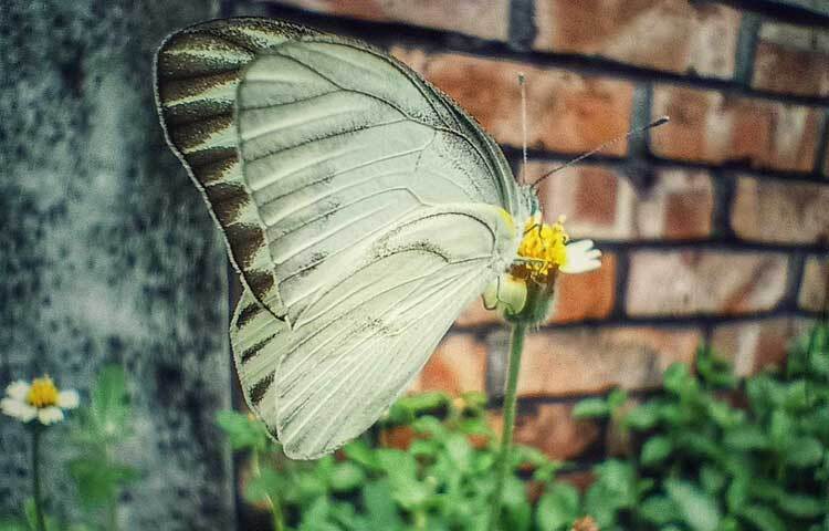 ফুল থেকে মধু খাচ্ছে রঙিন প্রজাপতি। এ যেন এক অপরূপ দৃশ্য।