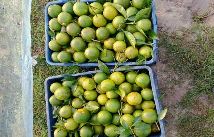 মাল্টা বাগানে চারজন শ্রমিক দেখাশোনা ও পরিচর্যার কাজ করছেন। এ ছাড়া মাছের খামার এবং মাঠ ফসলের বিভিন্ন প্রজেক্টে ১০ জনের বেশি শ্রমিকের কর্মসংস্থান সৃষ্টি হয়েছে।