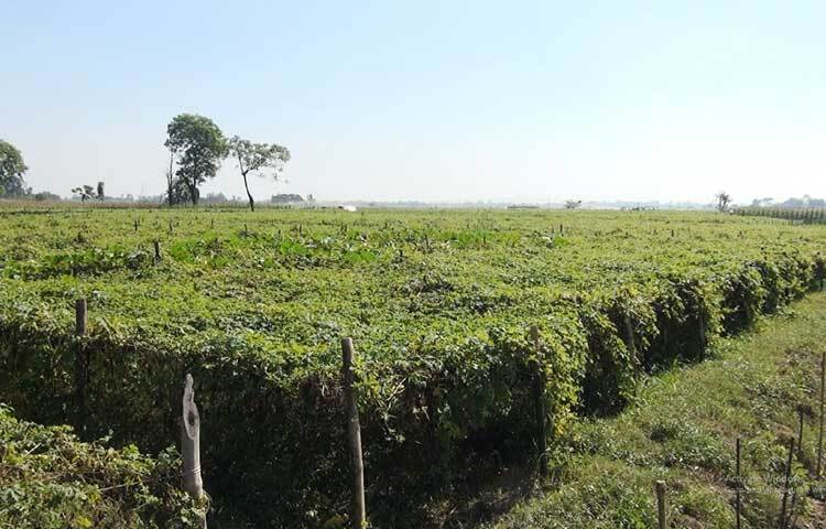 জেলা কৃষি সম্প্রসারণ অধিদপ্তরের তথ্যমতে, এ বছর আবহাওয়া অনুকূলে থাকায় জেলায় শীতকালীন সবজির বাম্পার ফলন হবে বলে আশা করে। প্রতিবছর এ জেলায় উৎপাদিত সবজি জেলার চাহিদা পূরণ করে রাজধানী ঢাকাসহ দেশের বিভিন্ন জেলার চাহিদা পূরণ করে থাকে।