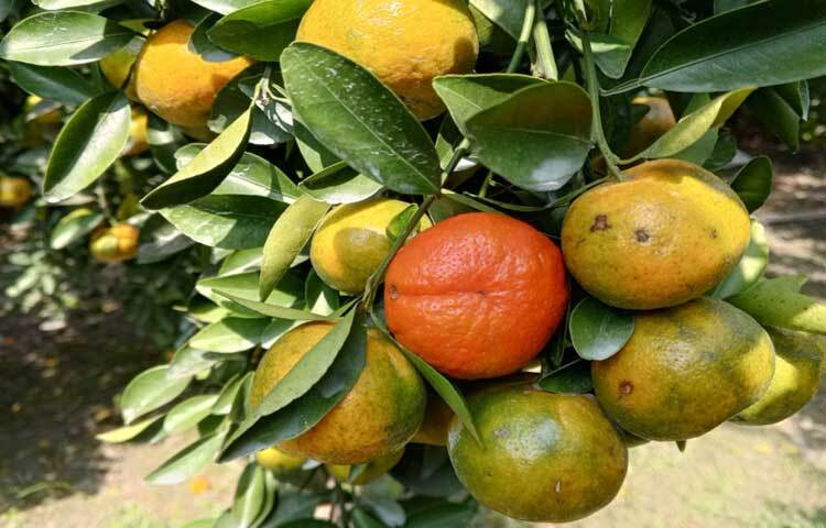 সবুজ পাতার ফাঁকে ফাঁকে ঝুলছে নজরকাড়া ছোট ছোট হলুদ রঙের কমলা।