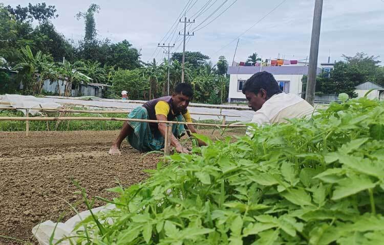 চাষিদের কেউ জমি প্রস্তুত করছেন। কেউবা সবজির চারায় পানি ছিটাচ্ছেন। আবার কেউ বিক্রির জন্য তুলছেন চারা।
