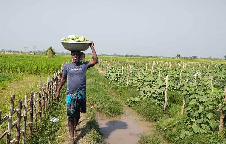 এখানকার উৎপাদিত খিরাগুলো ফেনী, সীতাকুণ্ড, বারইয়ারহাট, ছাগলনাইয়া, চট্টগ্রাম শহরে পাইকারি ব্যবসায়ীরা এসে নিয়ে যায়।