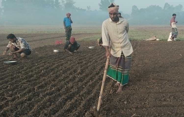 গত বছর ভালো দাম পাওয়ায় এ বছর পেঁয়াজ আবাদে বেশি আগ্রহ কৃষকের। গত বছরের তুলনায় এ বছর খরচ বেড়েছে দ্বিগুণ। পরিবারের পুরুষ সদস্যের পাশাপাশি পেঁয়াজের জমিতে কাজ করছে শিশুরাও।