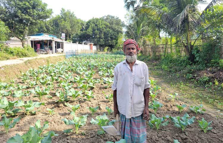 বেশি লাভের আশায় নিয়মিত জমির যত্ন নিচ্ছেন তিনি।