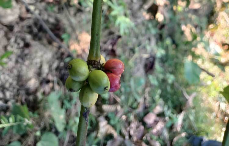 উপজেলা কৃষি বিভাগ সূত্রে জানা গেছে, কৃষিতে সীতাকুণ্ড উপজেলার সাফল্য বরাবরই ঈর্ষণীয়। স্থানীয় পাহাড় ও সমতল ভূমির উর্বর মাটিতে অসংখ্য সবজি ও ফল চাষের সফলতায় দেশ ছাড়িয়ে বিদেশেও রয়েছে এ উপজেলার সুনাম। এবার সেই তালিকায় নতুন করে যোগ হলো ‘কফি চাষে সফলতা’।