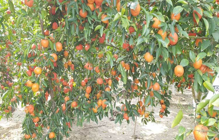 যারা সারা দিন বাইরে থাকেন তারাও সঙ্গে রাখতে পারেন ছোট এ গোলাকার মিষ্টি ফলটি। সারা দিনের ক্লান্তির পাশাপাশি মুখের রুচির ক্ষেত্রেও কমলা খুবই কার্যকর একটি ফল।