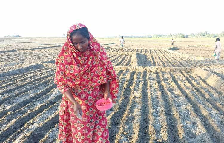 এবারও আগাম লাভের আশায় ভুট্টার বীজ বুনতে শুরু করেছেন তিস্তা পাড়ের চাষিরা।