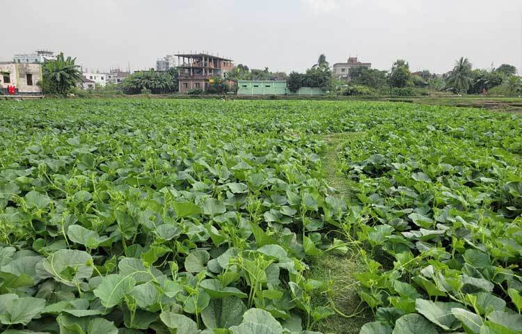 মো. শাহজাহান শুধু মৌসুমি কৃষকই নন, তিনি বছরজুড়েই চাষাবাদ করেন। যে কোনো মৌসুমে সবজি চাষে তার সাফল্য বেশি অর্থাৎ বেশি লাভবান হন।