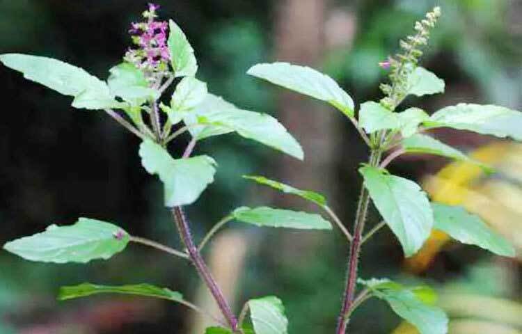 তুলসীর কার্মিনেটিভ বৈশিষ্ট্য হজমে সাহায্য করে এবং গ্যাস ও ফোলাভাব কমাতে পারে। শরীরের বিষাক্ত পদার্থ ও জীবাণু ধ্বংস করতেও সাহায্য করে তুলসী।