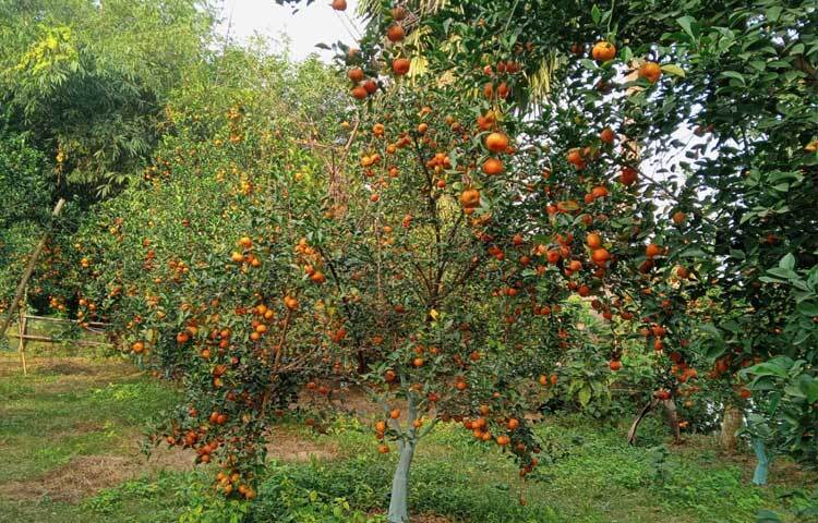 জয়পুরহাটের আক্কেলপুর উপজেলার ভিকনী গ্রামে ইমরান-সুমি দম্পতির কমলা বাগান দেখতে ভিড় করছেন অনেক মানুষ।