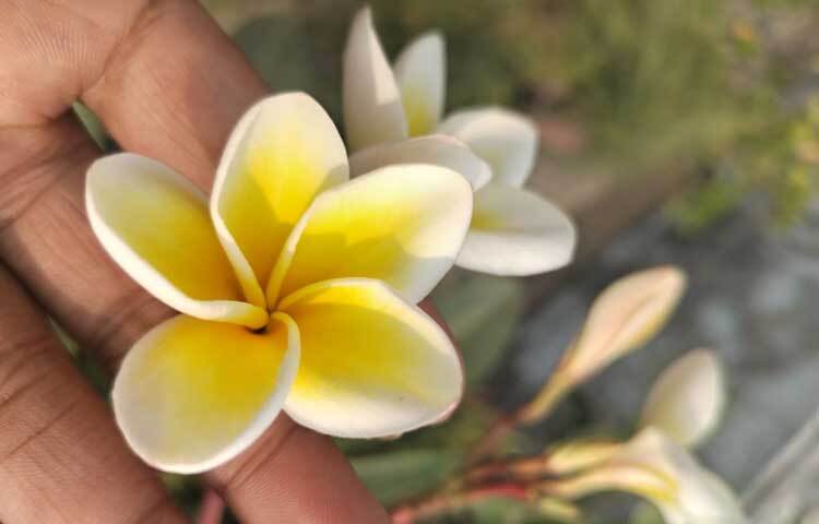 বাগানের সৌন্দর্য বাড়িয়ে তুলতে কাঠগোলাপের তুলনা হয়না।